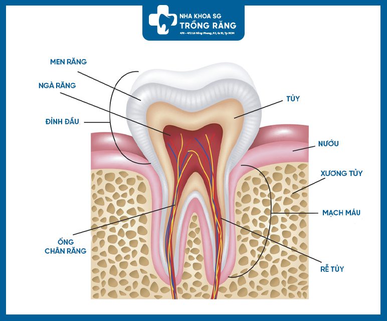 Mô hình cấu tạo răng