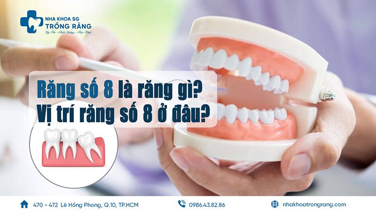 Răng số 8 là răng gì Răng số 8 là răng gì